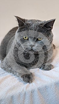 British Shorthair Cat