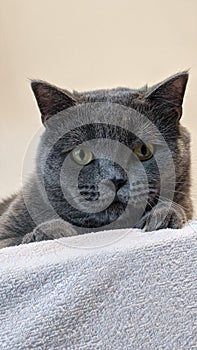 British Shorthair Cat