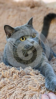 British Shorthair Cat