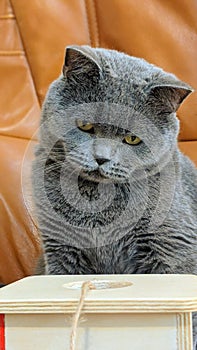 British Shorthair Cat