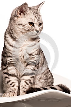 British shorthair cat