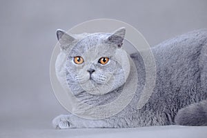 British shorthair cat photo