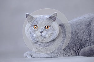 British shorthair cat