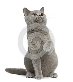 British shorthair cat, 7 months old