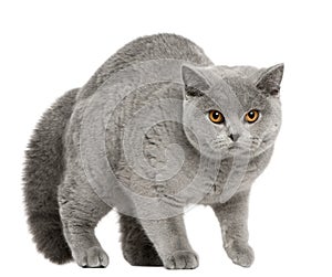 British Shorthair Cat, 8 months old, walking