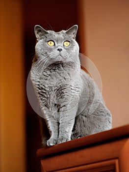 British shorthair cat