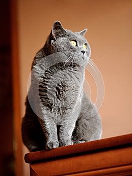 British shorthair cat