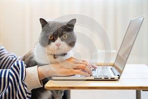 British Shorthair cat accompanies its owner to telecommute at home