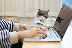 British Shorthair cat accompanies its owner to telecommute at home