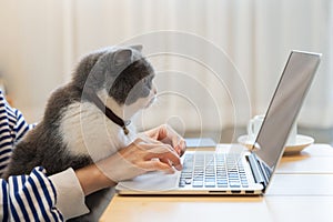 British Shorthair cat accompanies its owner to telecommute at home