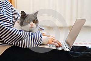 British Shorthair cat accompanies its owner to telecommute at home