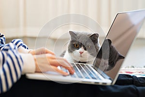 British Shorthair cat accompanies its owner to telecommute at home