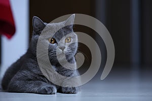 British Shorthair cat against a black background, portrait