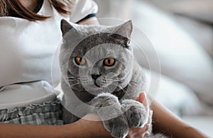 British shorthair cat. A beautiful domestic cat is resting in a light blue room, a gray Shorthair cat with yellow eyes looking at