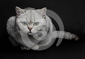 British shorthair cat.