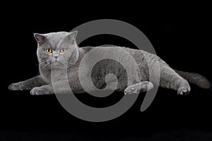 British Shorthair cat on black background photo