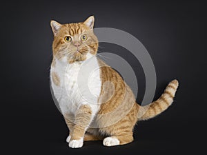 British Shorthair cat on black background