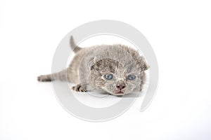 British Shorthair cat, blue color a cute and beautiful baby kitten. Learn to walk on a white background