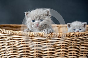 British Shorthair cat, Blue color a cute and beautiful baby kitten playing naughty in a basket