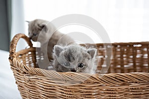 British Shorthair cat, Blue color a cute and beautiful baby kitten playing naughty in a basket