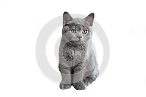 British Shorthair cat blue color and orange eyes, cute and beautiful kitten, sitting and looking back On a white background