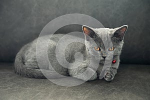 British shorthair cat, blue-gray color with orange eyes