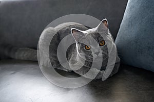 British shorthair cat, blue-gray color with orange eyes