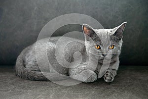 British shorthair cat, blue-gray color with orange eyes. lying on the dark sofa