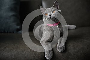 British shorthair cat, blue-gray color with orange eyes. Sit and relax on the dark sofa