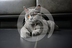 British shorthair cat, blue-gray color with orange eyes. Sitting and resting on the black floor