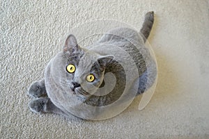 British shorthair cat with blue gray fur