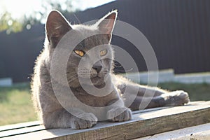 british shorthair cat with blue gray fur sleeping on wooden bench. sunset lights. Portrait of a gray cat relaxing in nature