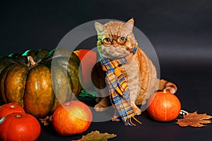 British shorthair cat in a blue scarf with fall autumn leaves and pumpkins sitting on black background