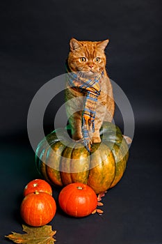 British shorthair cat in a blue scarf sitting on big autumn pumpkin on black background