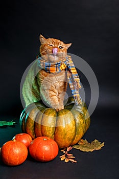 British shorthair cat in a blue scarf sitting on big autumn pumpkin on black background . Autumn time