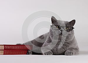 British Shorthair cat with books