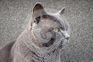 British shorthair cat breed Chartreux looking into the distance macro