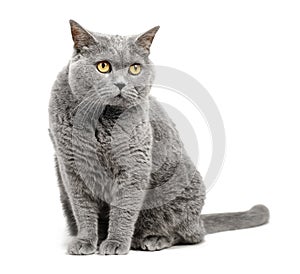 British shorthair cat