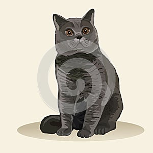 British Shorthair cat. Cat breed. Favorite pet. Lovely fluffy kitten. Realistic vector illustration.