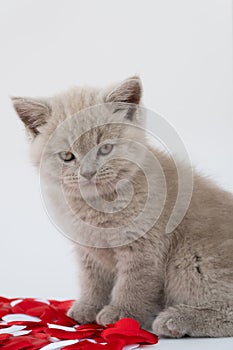 British shorthair cat. cat smoky colour. 08 August, World Cat Day. small cute kitten is sitting next to the hearts.