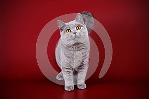 British shorthair cat on colored backgrounds