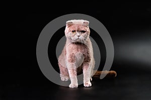 A British shorthair cat after combing on a black background in close-up. The cleanest cat photo