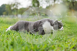 British shorthair cat crawling on the grass