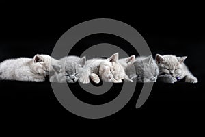 The British Shorthair cat, a cute and beautiful kitten, is sleeping on the ground and a black background