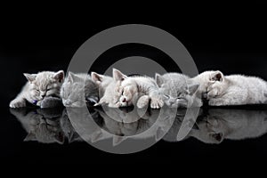 The British Shorthair cat, a cute and beautiful kitten, is sleeping on the ground and a black background, arranged in rows and ref