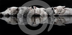 The British Shorthair cat, a cute and beautiful kitten, is sleeping on the ground and a black background, arranged in rows and ref
