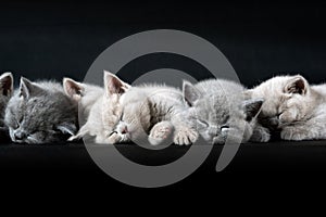 The British Shorthair cat, a cute and beautiful kitten, is sleeping on the ground and a black background, arranged in rows and ref