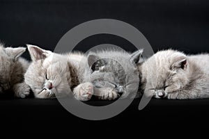 The British Shorthair cat, a cute and beautiful kitten, is sleeping on the ground and a black background, arranged in rows and ref