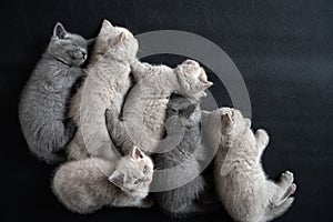 British Shorthair cat, cute and beautiful kittens are sleeping on the ground and black background