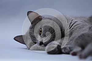 British Shorthair cat, cute face